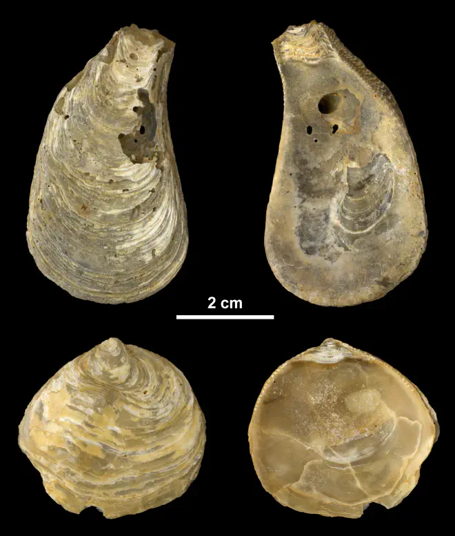 Right valves of Ostrea carolinensis from the Middle Miocene Choptank Fm. of Calvert County, Maryland (PRI 69991).
