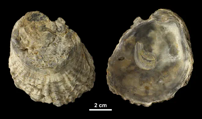 Left valve of Ostrea carolinensis from the Middle Miocene Choptank Fm. of Calvert County, Maryland (PRI 69992).