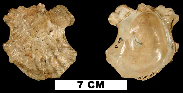 Ostrea compressirostra