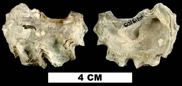 Ostrea locklini