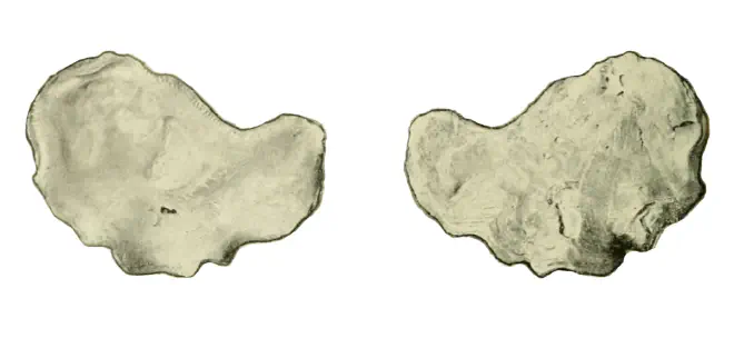 Specimen of Ostrea locklini figured by Gardner (1945, pl. 4, fig. 3 and 4).