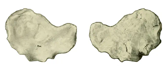 Specimen of Ostrea locklini figured by Gardner (1945, pl. 5, fig. 1 and 2).