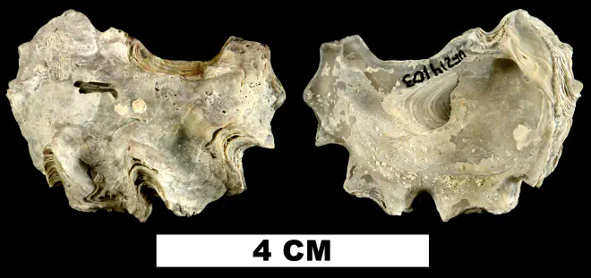 Ostrea locklini from the Late Pliocene Tamiami Fm. (Pinecrest Beds) of Okeechobee County, Florida (UF 214103).