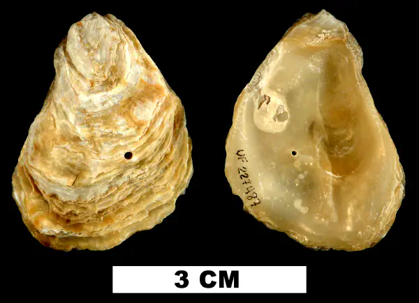 Ostrea stentina