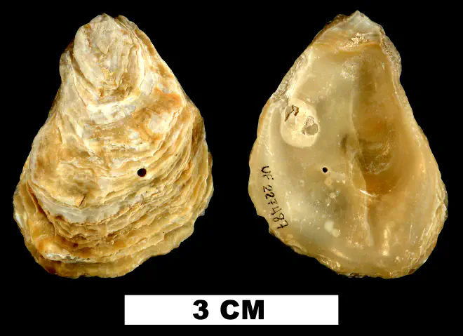 Ostrea stentina from the Middle Pleistocene Bermont Fm. of Miami-Dade County, Florida (UF 227487).