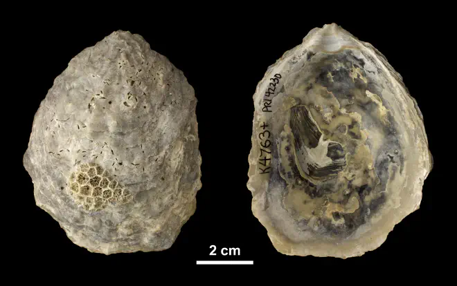 Left valve of  Ostrea subdigitalina  from the Plio-Pleistocene Caloosahatchee Fm. of Southern Florida (PRI 42230).