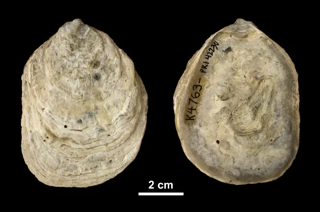 Right valve of  Ostrea subdigitalina  from the Plio-Pleistocene Caloosahatchee Fm. of Southern Florida (PRI 42230).