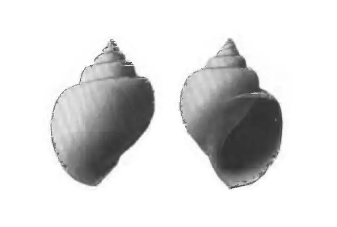 Specimen of Pachycrommium dodonum figured by Gardner (1947, pl. 59, fig. 4 and 13); 37.5 mm in length.