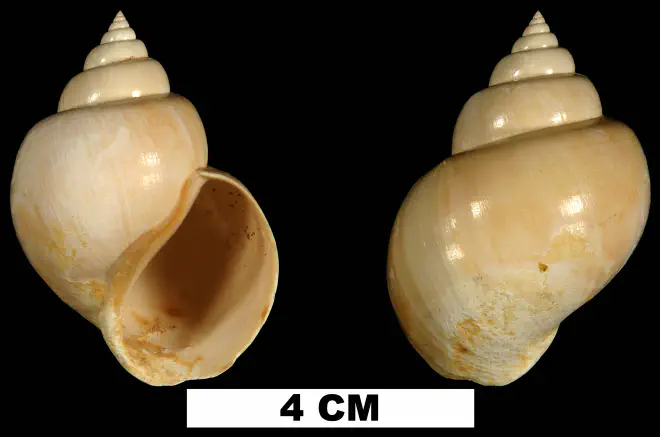 Pachycrommium dodonum from the Early Miocene Chipola Fm. of Calhoun County, Florida (UF 87192).