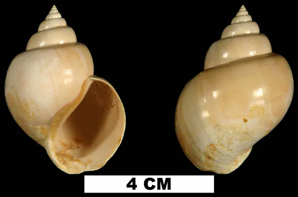 Pachycrommium dodonum