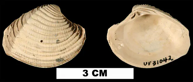 Panchione ulocyma from the Plio-Pleistocene (formation unknown) of Sarasota County, Florida (UF 31042).