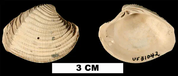 Panchione ulocyma