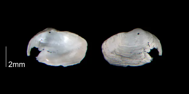 Panopea floridana from the Early Pleistocene Waccamaw Fm. of Brunswick County, North Carolina (PRI 70447).