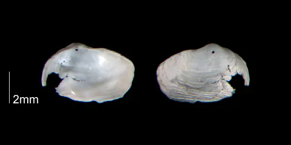 Panopea floridana