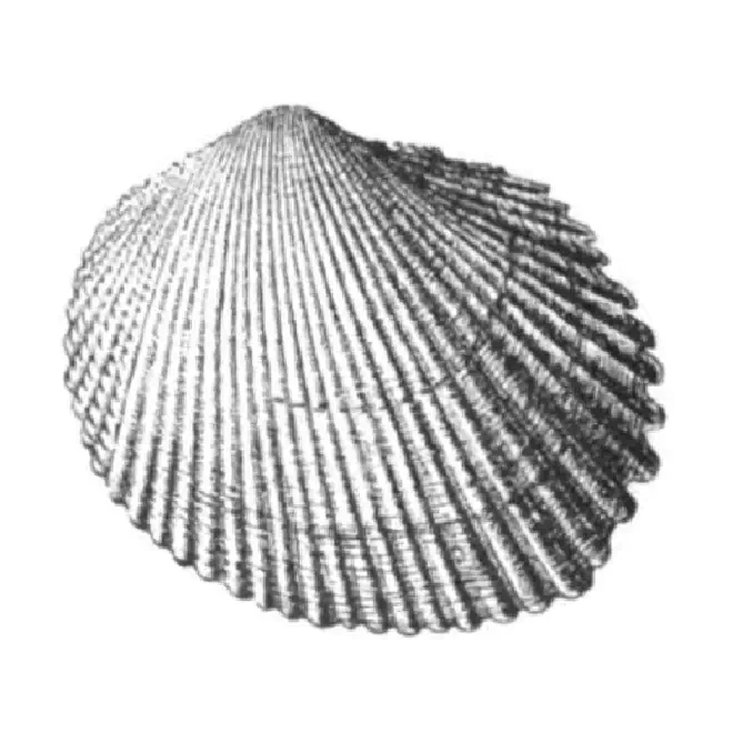 Specimen of Papyridea bulbosa figured by Dall (1900, pl. 48, fig. 20); 27.0 mm in length.