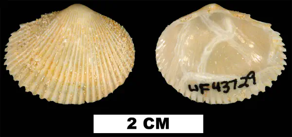 Papyridea bulbosa