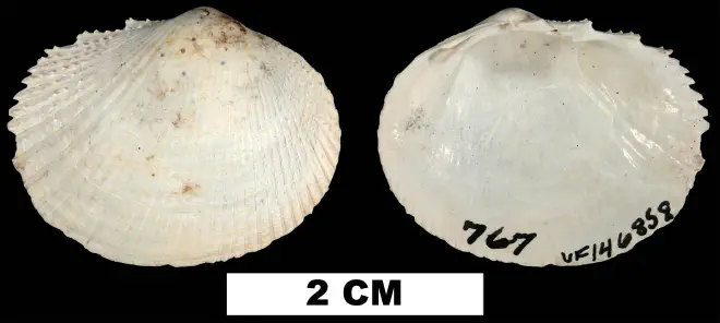 Papyridea lata from either the Early Pleistocene Caloosahatchee Fm. or the Middle Pleistocene Bermont Fm. of Glades County, Florida (UF 146858).