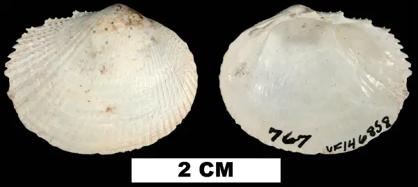 Papyridea lata