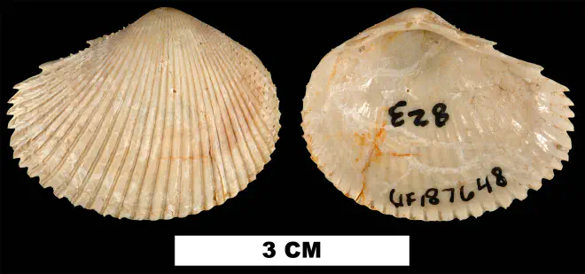 Papyridea miocica from the Early Miocene Chipola Fm. of Calhoun County, Florida (UF 187648).