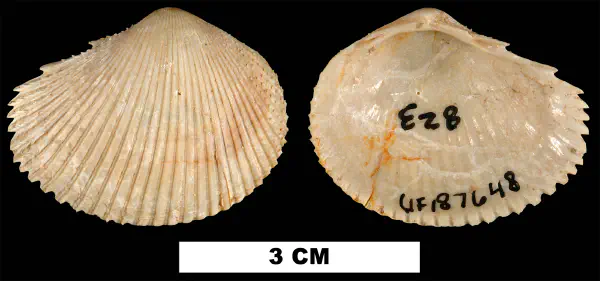 Papyridea miocica
