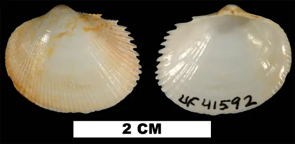 Papyridea multicostula
