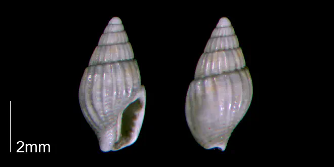 Parvanachis obesa (PRI 70440-2).