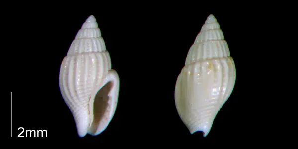 Parvanachis obesa