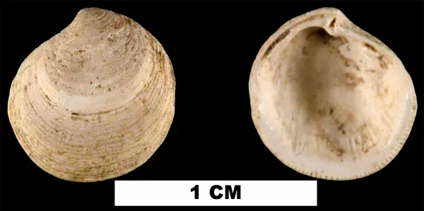 Parvilucina crenella
