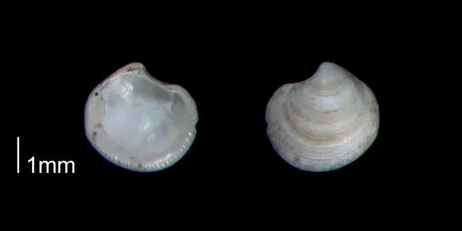 Parvilucina crenella from the Early Pleistocene Waccamaw Fm. of Brunswick County, North Carolina (PRI 70409).