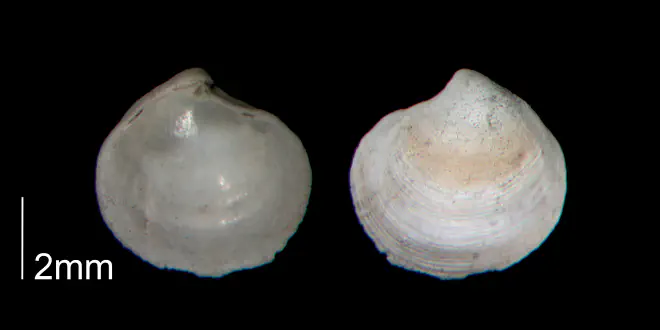 Parvilucina crenella from the Early Pleistocene Waccamaw Fm. of Brunswick County, North Carolina (PRI 70448-1).