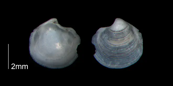 Parvilucina crenella from the Early Pleistocene Waccamaw Fm. of Brunswick County, North Carolina (PRI 70448-2).