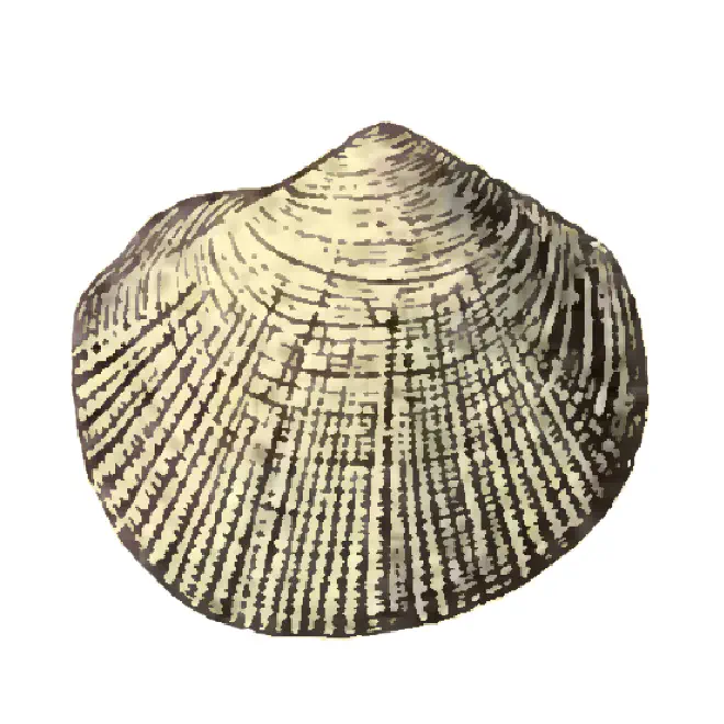 Specimen of Parvilucina sphaeriolus figured by Dall (1903, pl. 52, fig. 15); 4.25 mm in length.