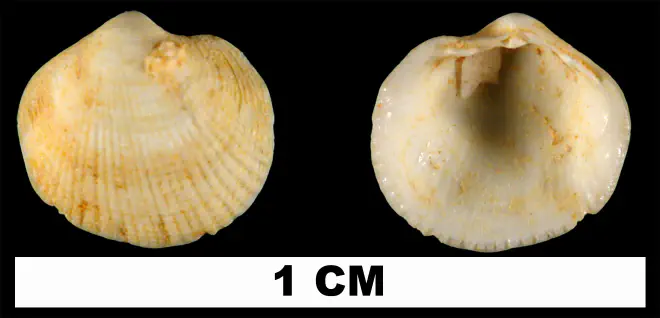 Parvilucina sphaeriolus from the Early Miocene Chipola Formation of Calhoun County, Florida (UF 13134).