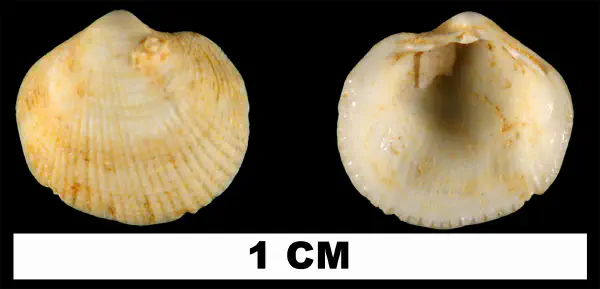 Parvilucina sphaeriolus