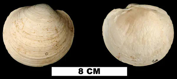 Pegophysema schrammi