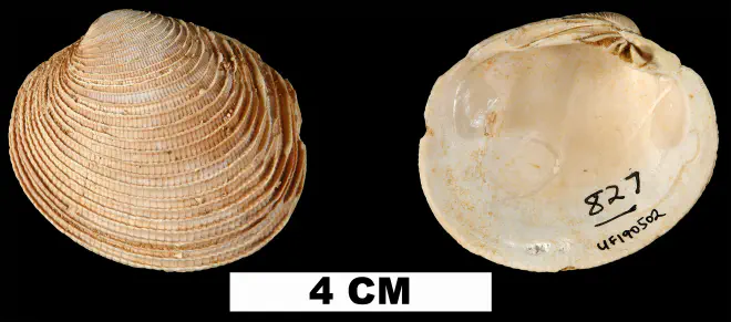 Periglypta caesarina from the Early Miocene Chipola Fm. of Calhoun County, Florida (UF 190502).