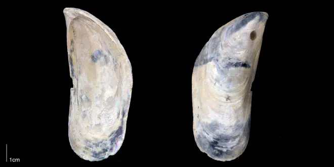 Perna conradiana from the Late Pliocene Tamiami Fm. (Pinecrest Beds) of Sarasota County, Florida (PRI 70164).