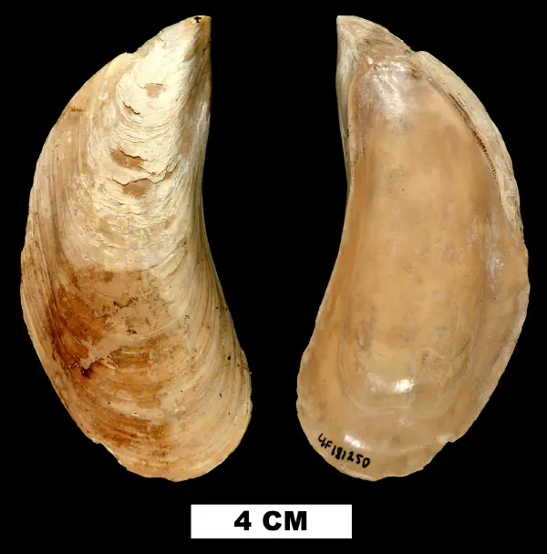 Perna conradiana