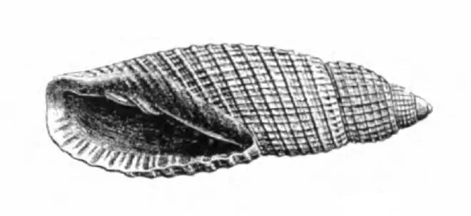 Specimen of Perplicaria perplexa figured by Dall (1890, pl. 13, fig. 4); 17.5 mm in length.