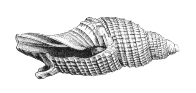 Specimen of Perplicaria perplexa figured by Dall (1890, pl. 3, fig. 1); 13.0 mm in length.