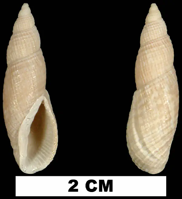 Perplicaria perplexa