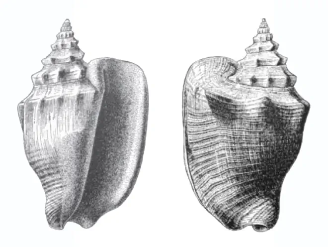 Specimen of Persististrombus aldrichi figured by Dall (1890, pl. 12, fig. 1 and 4); 62.0 mm in length.
