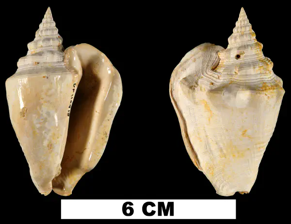 Persististrombus aldrichi
