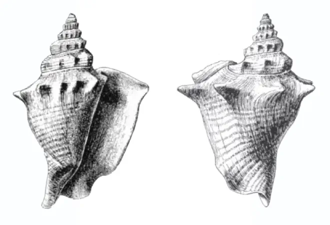 Specimen of Persististrombus chipolanus figured by Dall (1890, pl. 13, fig. 1 and 3); 65.0 mm in length.