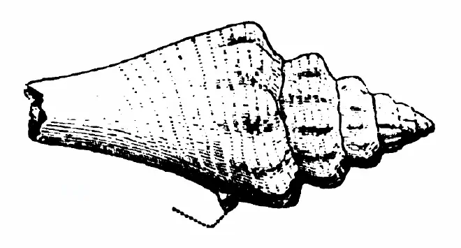 Specimen of Persististrombus chipolanus figured by Dall (1890, pl. 4, fig. 1); 40.0 mm in length.