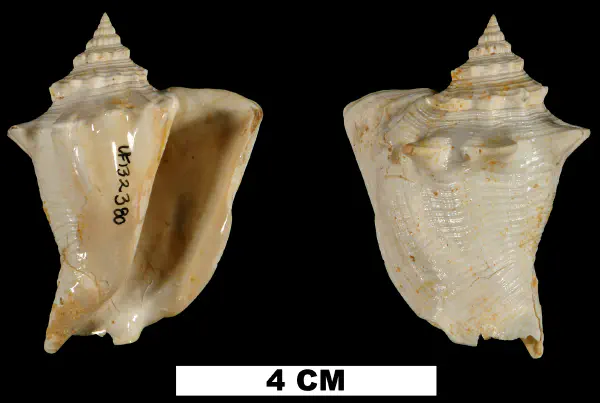 Persististrombus chipolanus