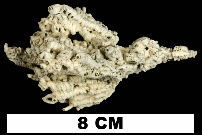 Petaloconchus floridanus from the Plio-Pleistocene (formation unknown) of Sarasota County, Florida (UF 9760).