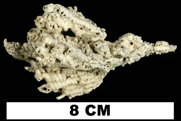 Petaloconchus floridanus
