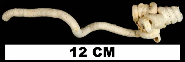 Petaloconchus sculpturatus