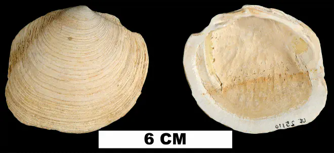 Phacoides pectinatus from the Early Pleistocene Caloosahatchee Fm. of Hendry County, Florida (UF 25110).